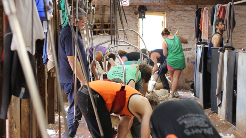 Shearers are at risk from injury from big sheep