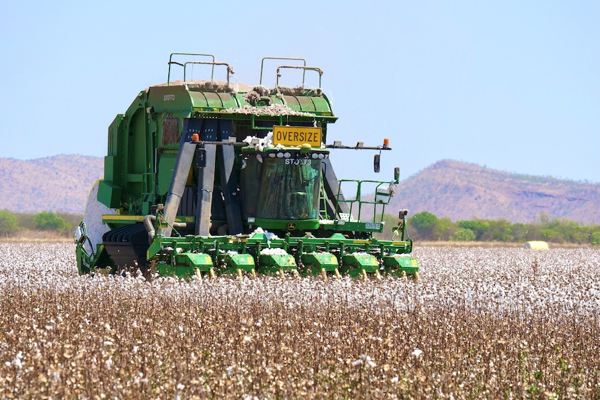 A green cotton picker in a field with red ranges in the background