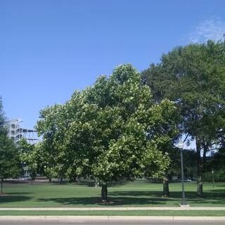 A sycamore tree, one of the Moon Trees, planted at Mississippi State University in 1975