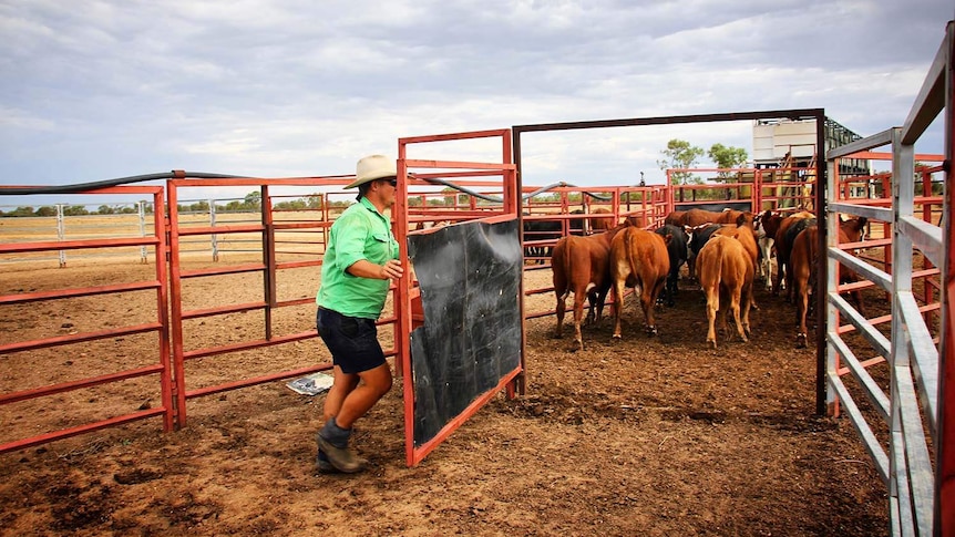 Grazier Hugh Button shuts a gate on cattle in a pen on his property at Muttaburra.