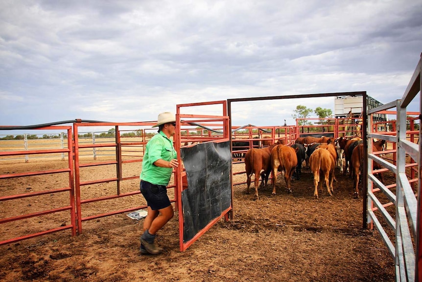 Grazier Hugh Button shuts a gate on cattle in a pen on his property at Muttaburra.