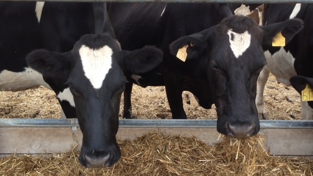 Dairy cows feeding on a farm in Tasmania