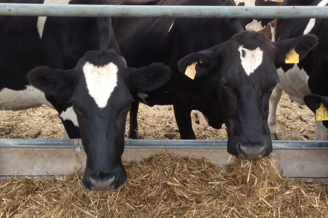 A pair of dairy cows have a feed at a dairy in Tasmania