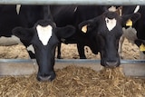 Dairy cows feeding on a farm in Tasmania