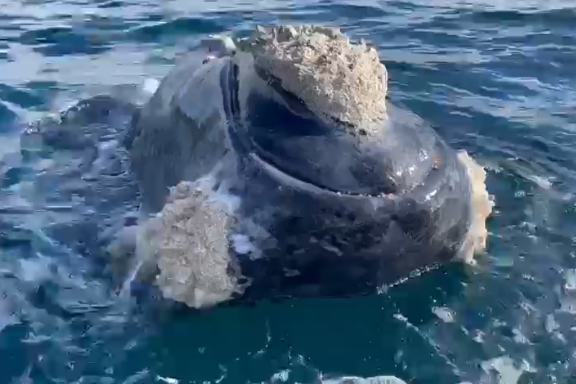 Head of southern righty whale emerging from water