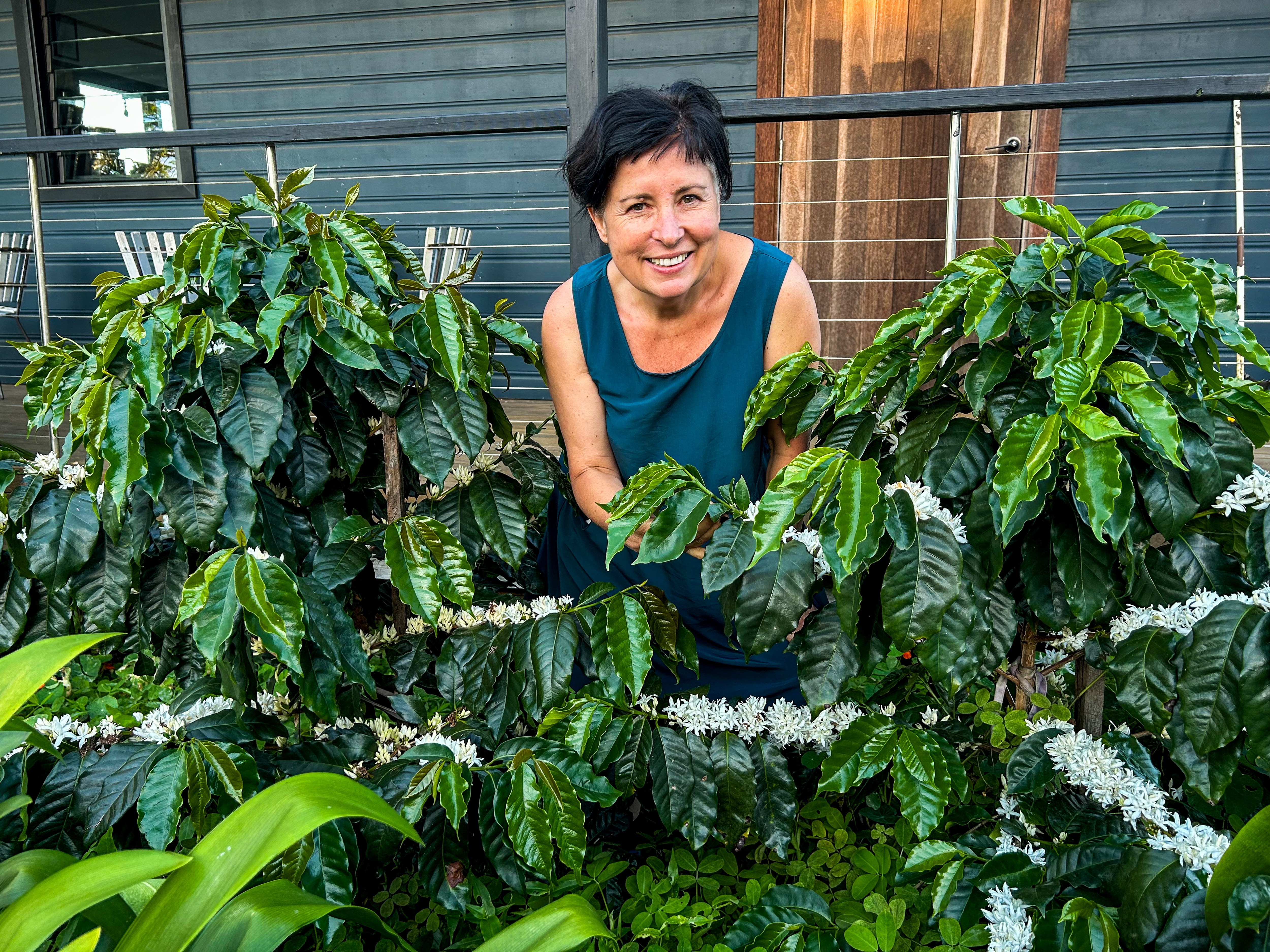 Una dama con un vestido azul se encuentra entre dos cafetos con flores blancas.