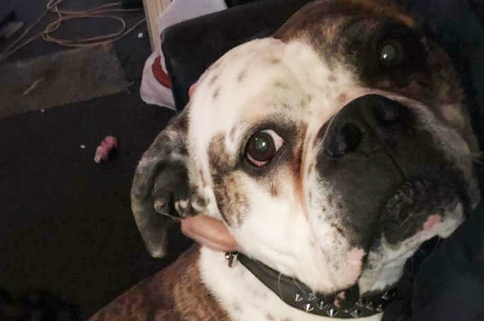 Boris, the 5yo purebred American bulldog shot by police after attack.