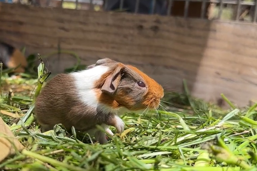 A baby guinea pig.