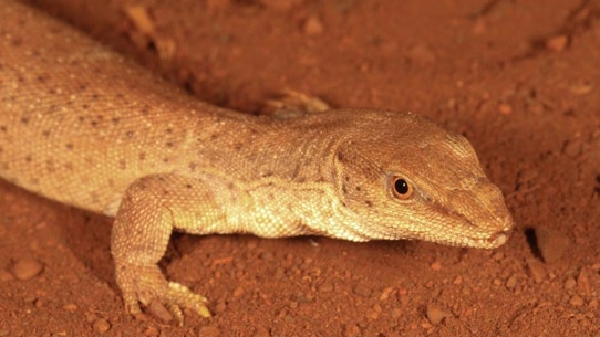 A goanna lizard found in WA's Kimberley - Varanus sparnus