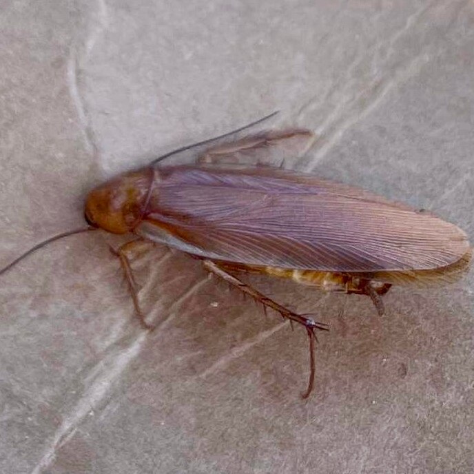 A close-up of a cockroach