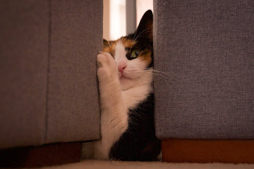 A cat looks between two sofas.