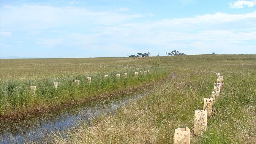 A swale that was put in on Gippsland property, to restore soil