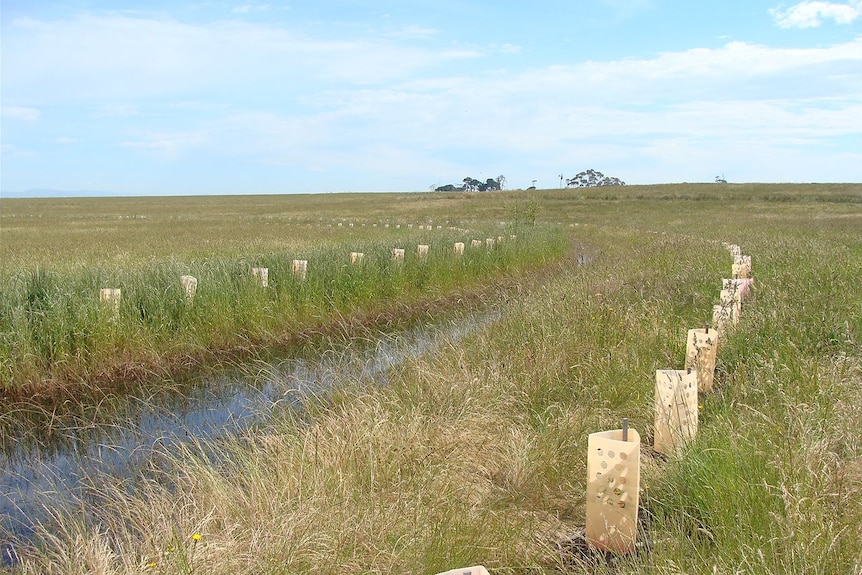 A swale that was put in on Gippsland property, to restore soil