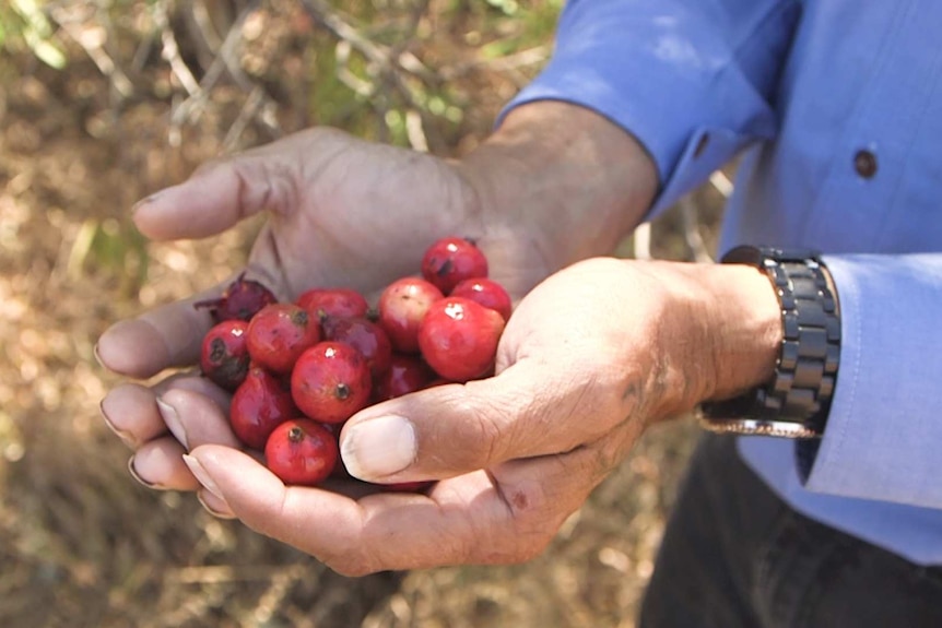 A handful of quandongs