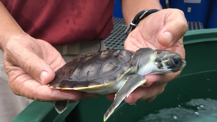 A man holds a turtle in the Northern Territory.