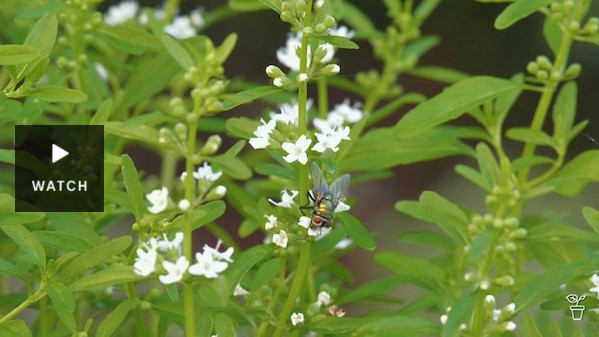 White flowers on a Native Pennyroyal shrub. Has Video.