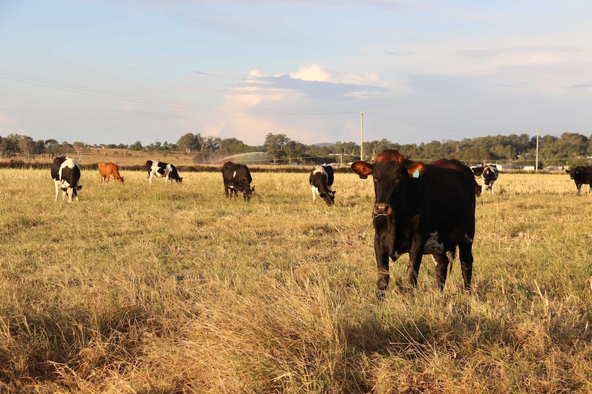 Dairy cows standing in a paddock eating grass near Beaudesert.