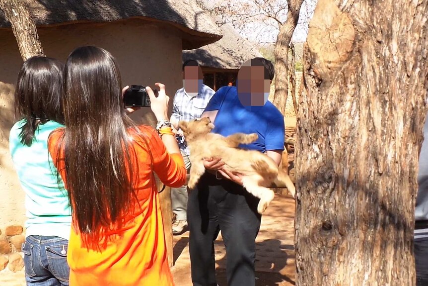 Tourists with captive lions in Africa partaking in animal tourism