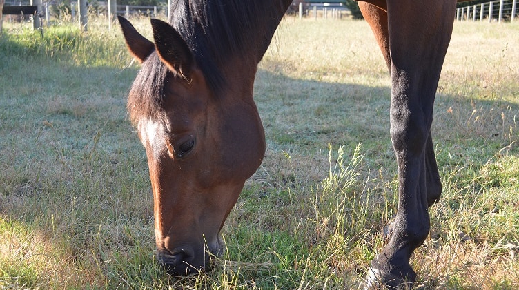 A horse grazes in a paddock.