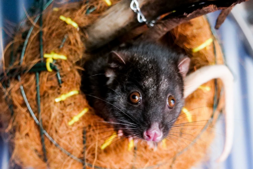 A possum peeping its head out of a fibrous orange nest.