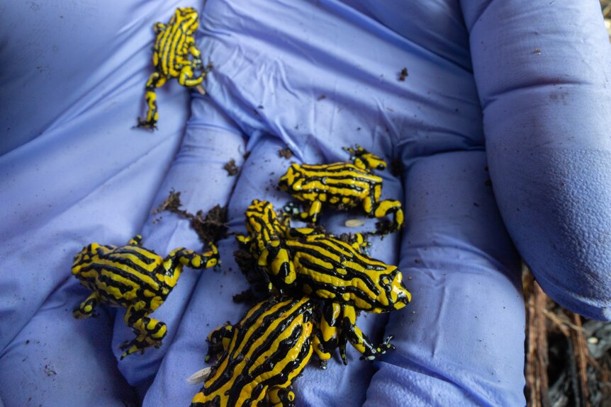 Five southern corroboree frogs in a glove.