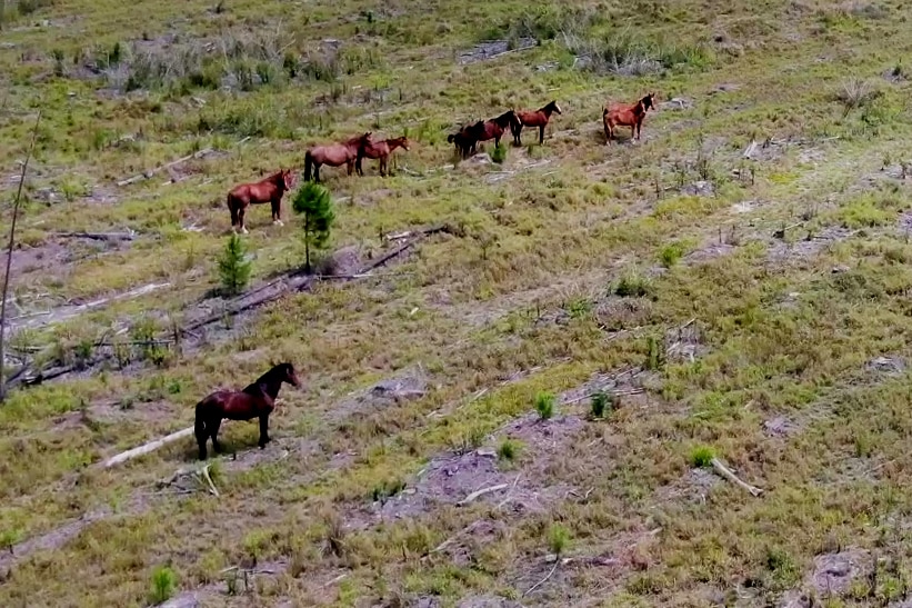 A drone shot of a herd of wild brumbies in a forest clearing.