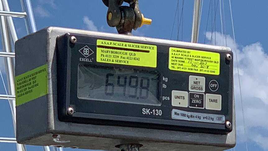 The weight of a black Marlin caught off the Queensland coast showing as 649 kilograms.