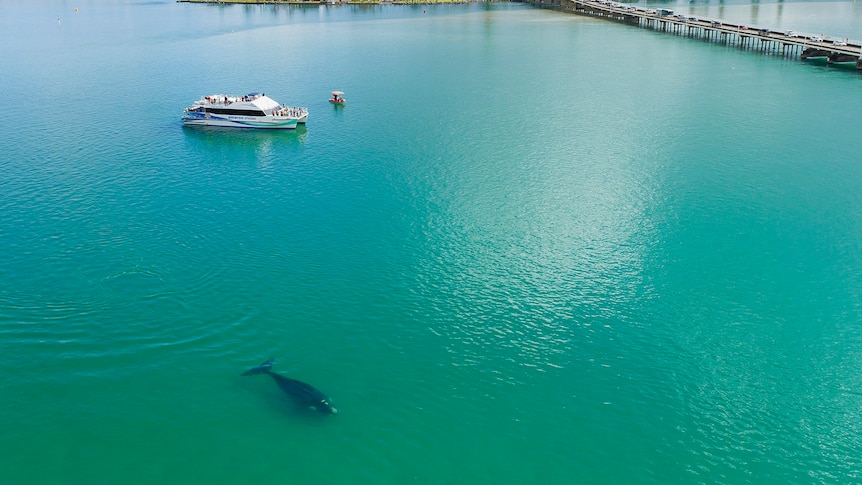 An aerial shot of a whale in a coastal lake