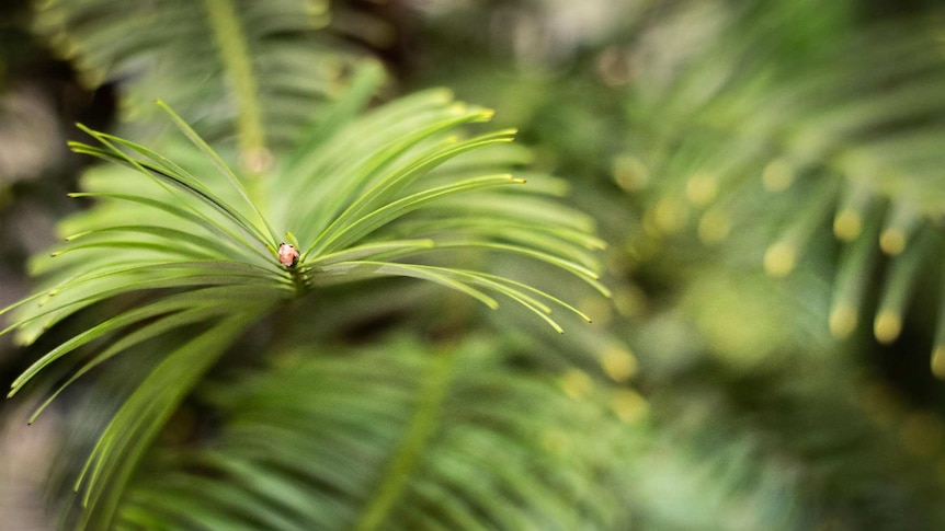 A close up of the tip of a Wollemi Pine frond