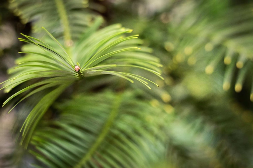 A close up of the tip of a Wollemi Pine frond