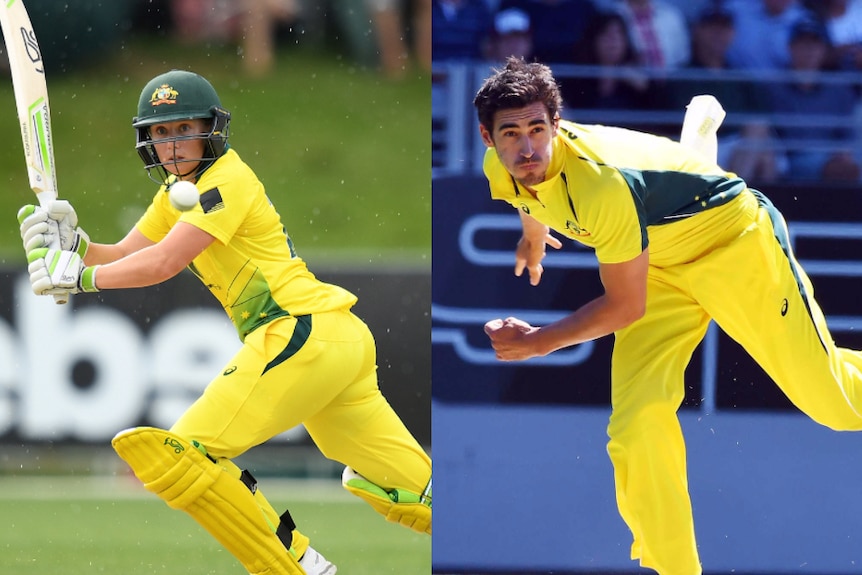 Composite of Alyssa Healy and Mitchell Starc