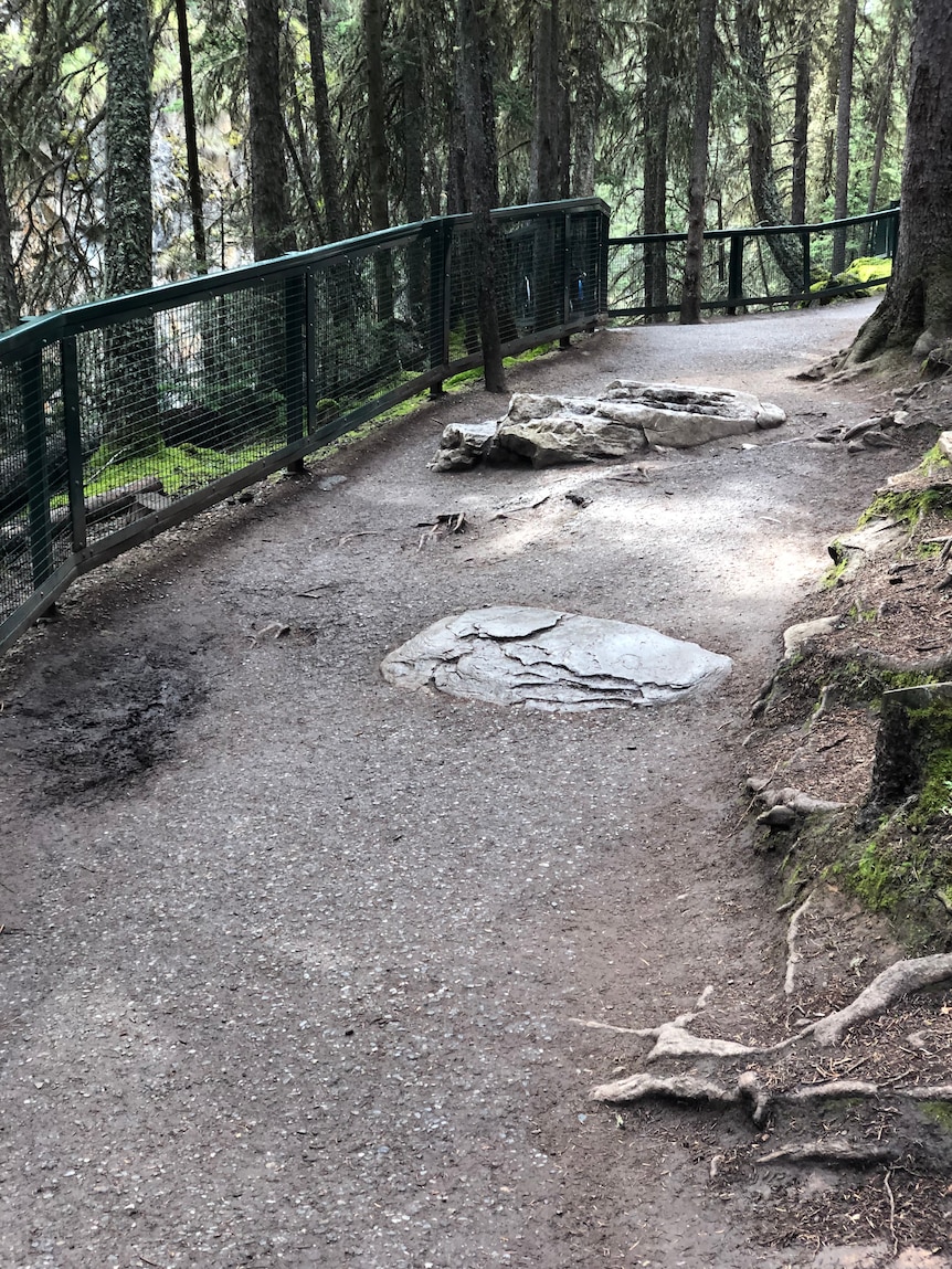 Walking path with large rocks jutting out.