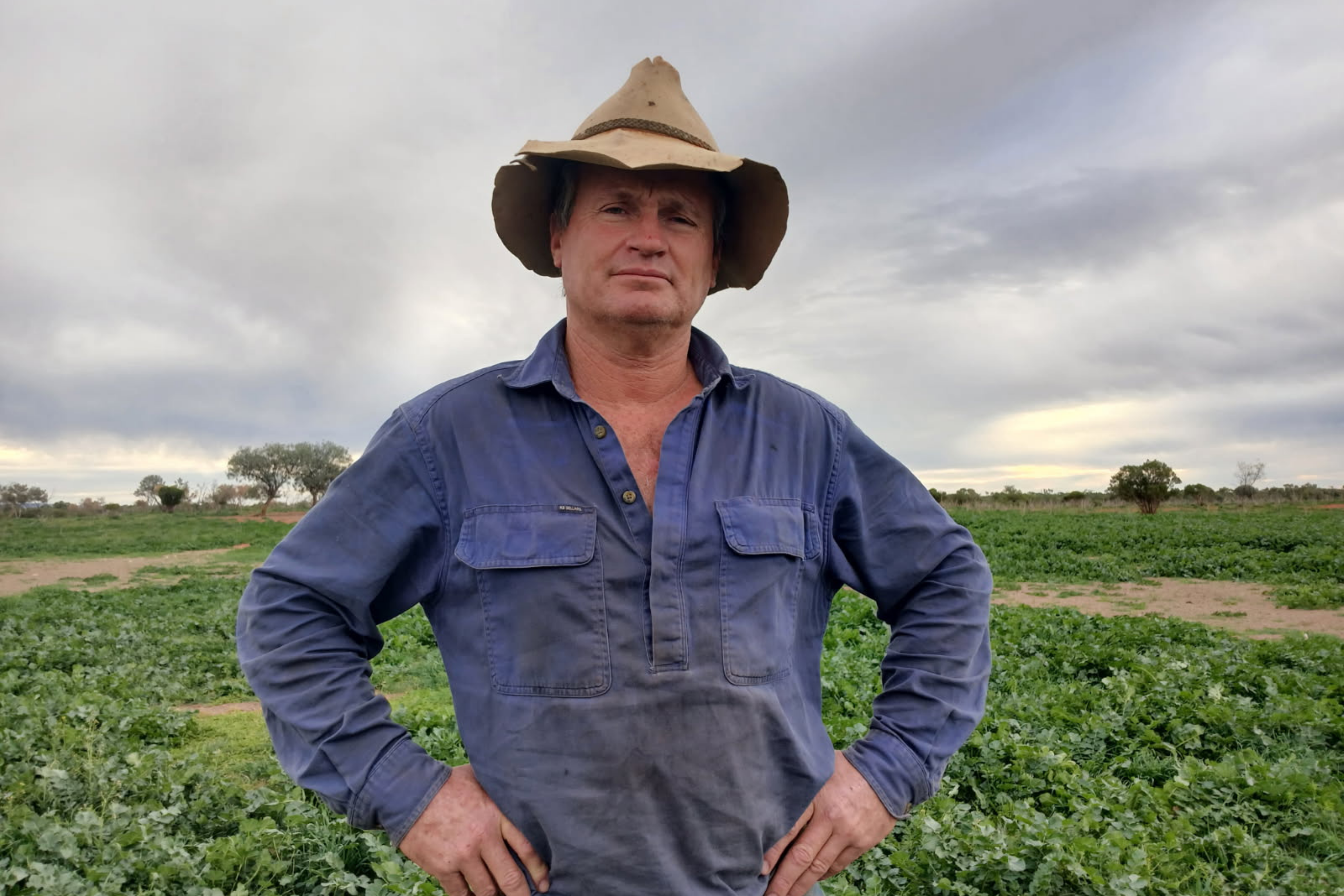 A man in a blue shirt and broad brimmed hat standing in a field of green shrubs.
