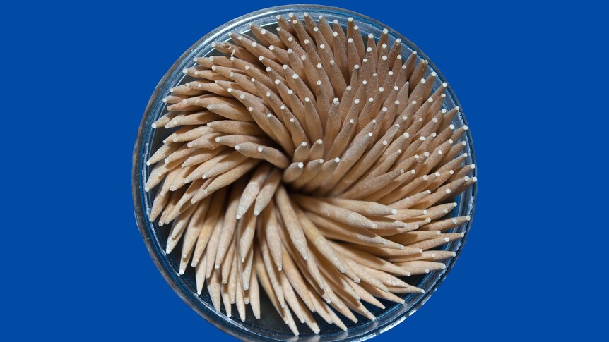 Top down close up photo of toothpicks fanned out in a container on a blue background