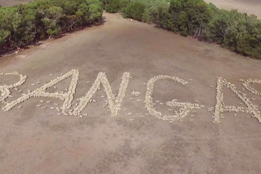 Aerial shot of sheep spelling out the words 'ban gas'.