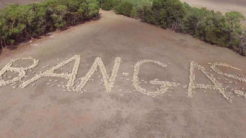 Aerial shot of sheep spelling out the words 'ban gas'.