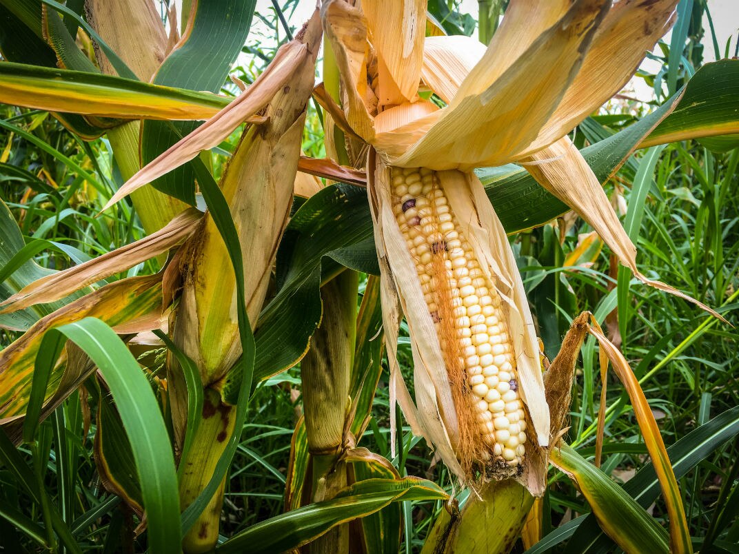 Maize garden in Mildura helps Burundian refugees connect to new home