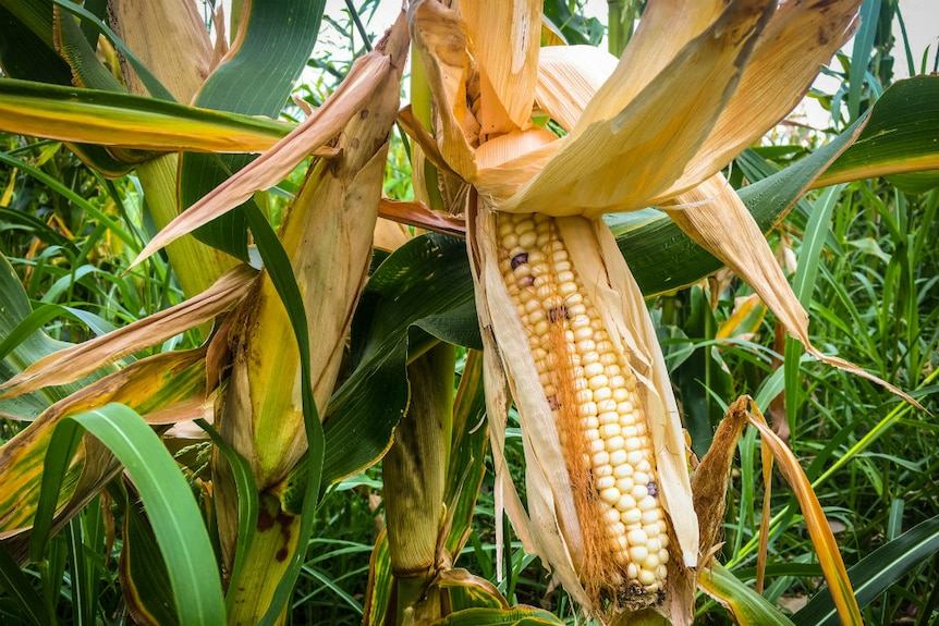A close-up of maize on a stalk.