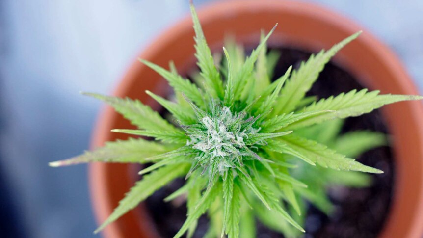 Cannabis plant in a pot
