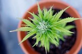 Cannabis plant in a pot