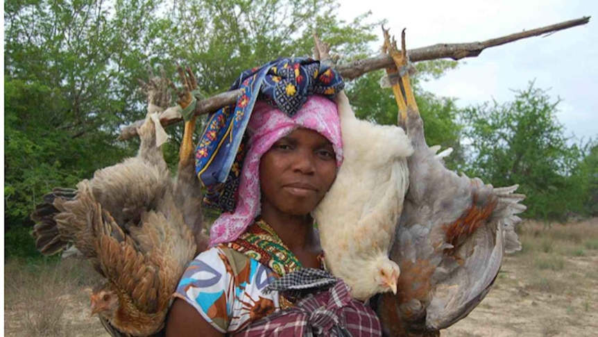 African woman carrying four live chickens strung on a stick across her clothed head