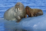 Wrong habitat: ExxonMobil comes under fire for including walruses in their oil spill contingency plans.