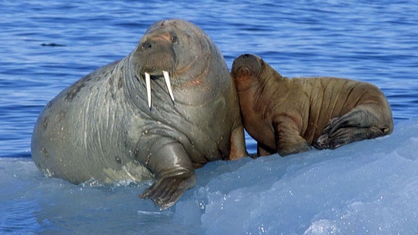 Wrong habitat: ExxonMobil comes under fire for including walruses in their oil spill contingency plans.