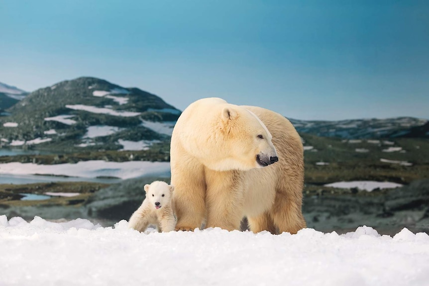 Three-month-old polar bear cub sits alongside her mother Liya at Sea World on Queensland's Gold Coast in July 2017.