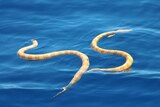 Sea snake discovery