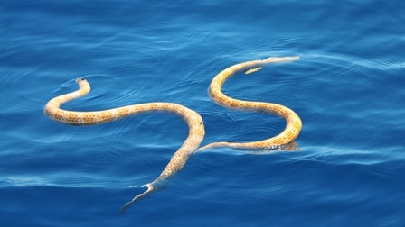 Two short nosed sea snakes photographed at Ningaloo Reef are pictured in the water