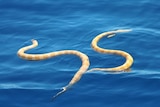 Two short nosed sea snakes photographed at Ningaloo Reef are pictured in the water