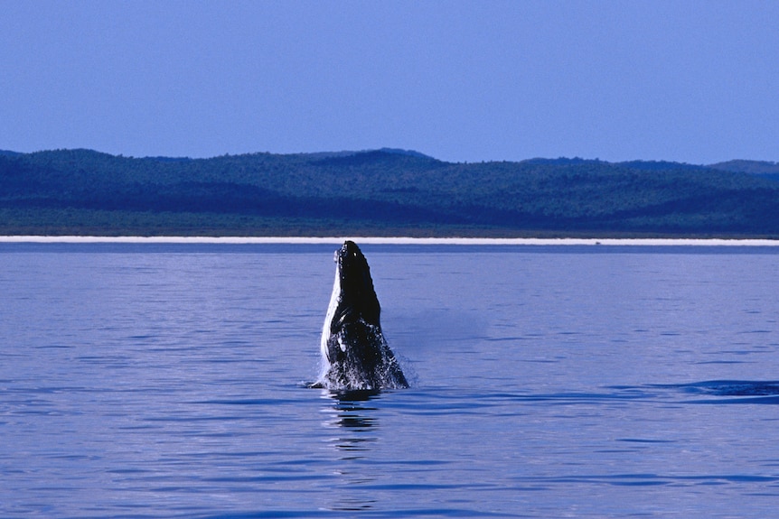 Humpback whale spy hopping in Hervey Bay 