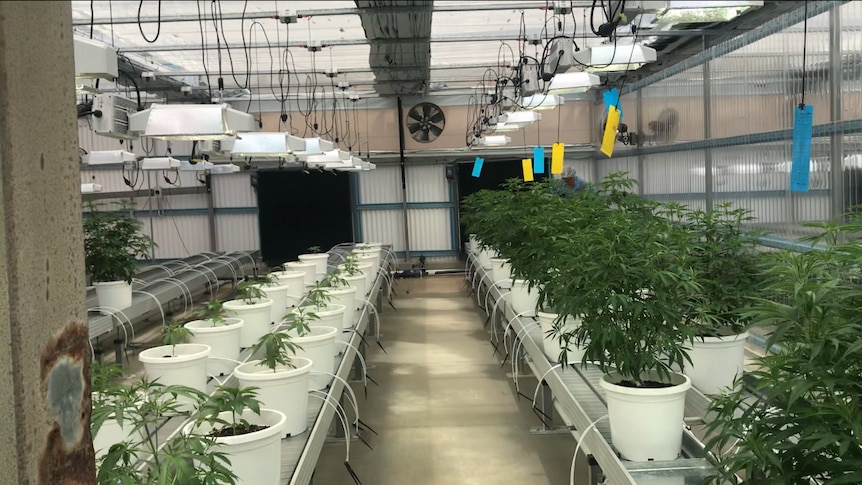 The room where the mother plants are grown.
