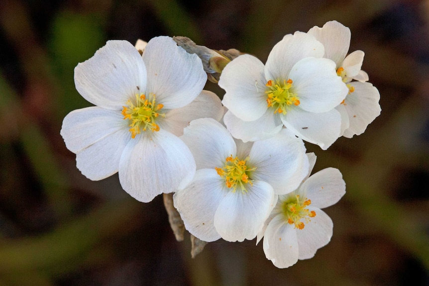 Drosera binata flowers Yamba northern New South Wales